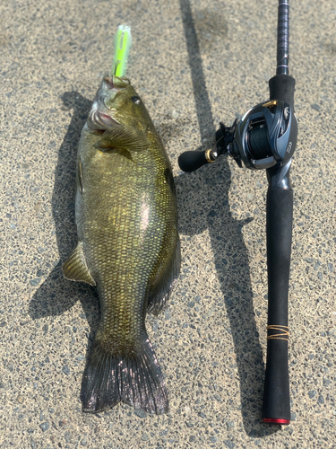 スモールマウスバスの釣果