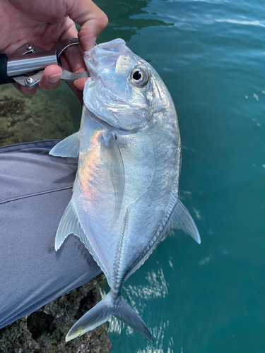 ロウニンアジの釣果