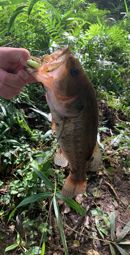 ブラックバスの釣果