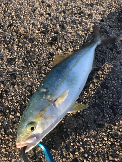 ハマチの釣果