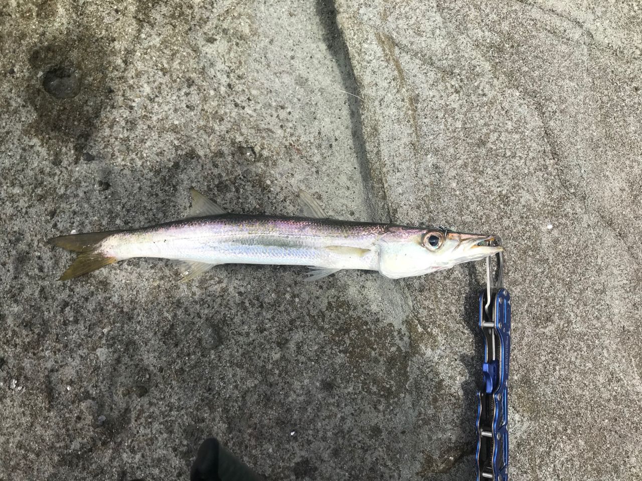 カマス
