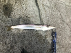 カマスの釣果