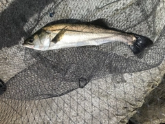 フッコ（マルスズキ）の釣果