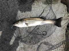 セイゴ（マルスズキ）の釣果