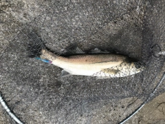 セイゴ（マルスズキ）の釣果