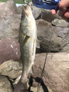 セイゴ（マルスズキ）の釣果
