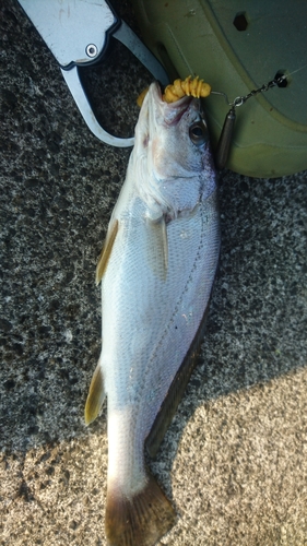 ニベの釣果