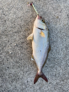 ショゴの釣果