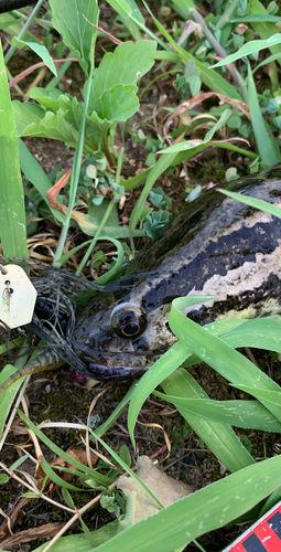 ライギョの釣果