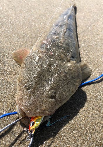 マゴチの釣果