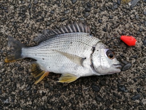 キビレの釣果