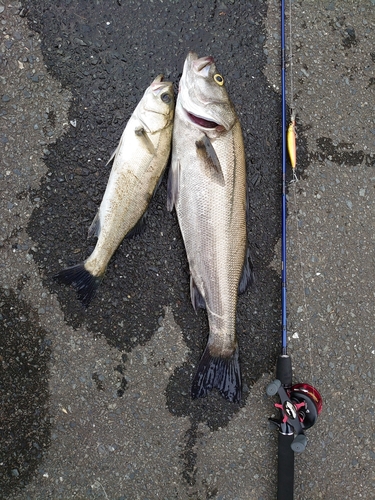 シーバスの釣果