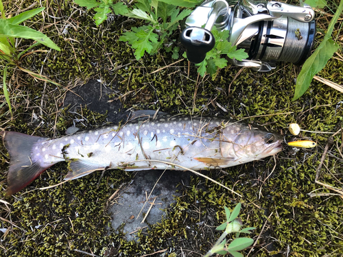 イワナの釣果