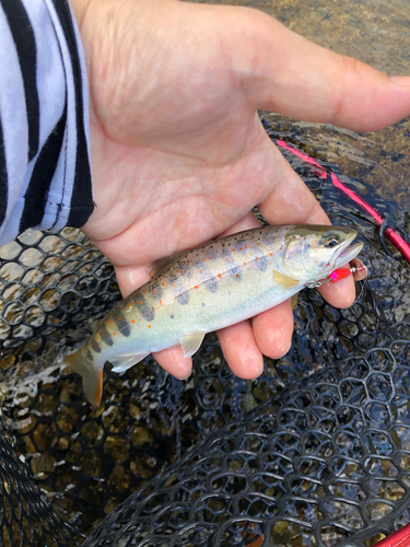 アマゴの釣果