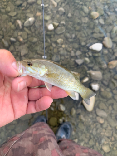 スモールマウスバスの釣果