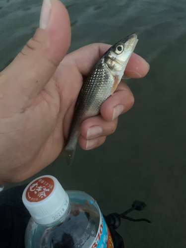 ニゴイの釣果