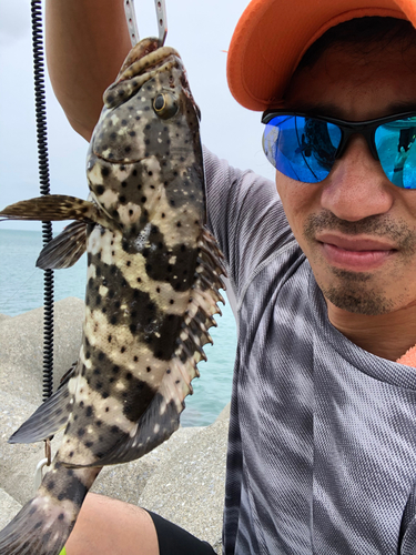 ヤイトハタの釣果