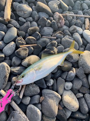 ワカシの釣果