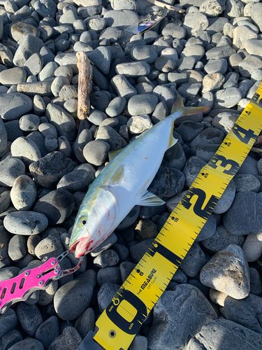 イナダの釣果