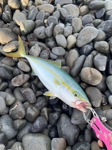 ワカシの釣果