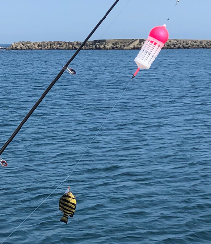 イシダイの釣果