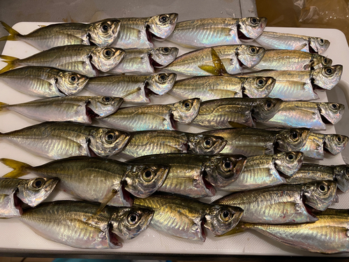 アジの釣果