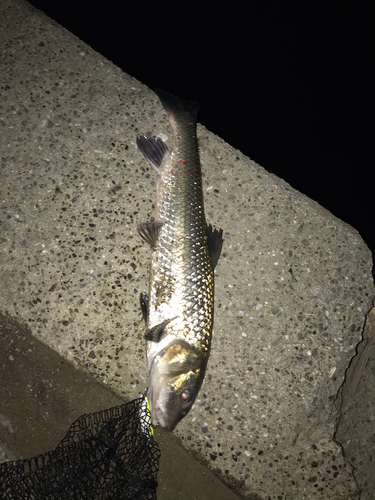 ニゴイの釣果