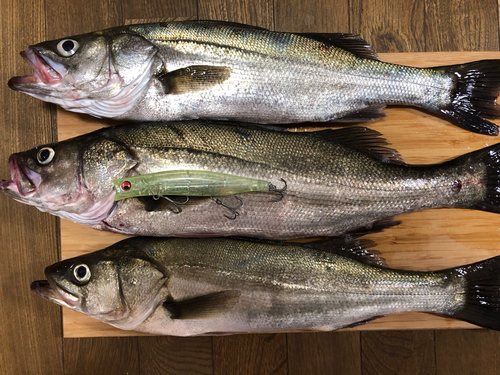 シーバスの釣果