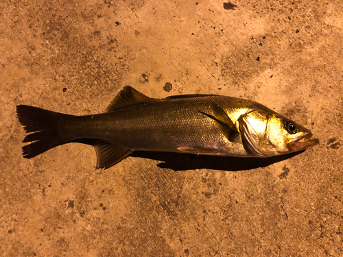 フッコ（マルスズキ）の釣果