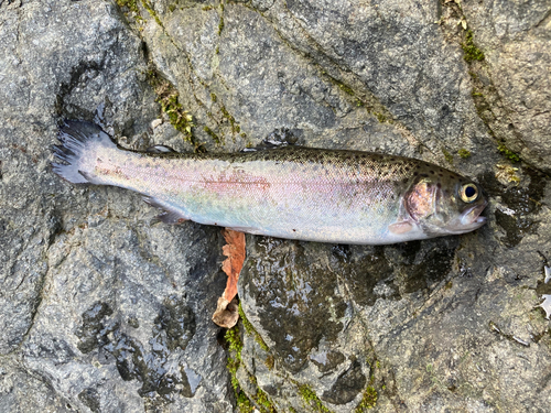 ニジマスの釣果