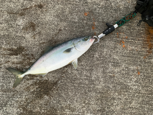 イナダの釣果