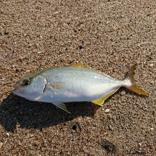 ショゴの釣果