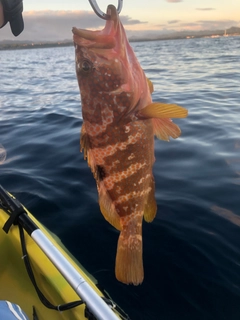 キジハタの釣果