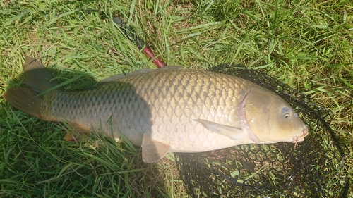 コイの釣果