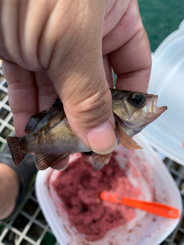 メバルの釣果