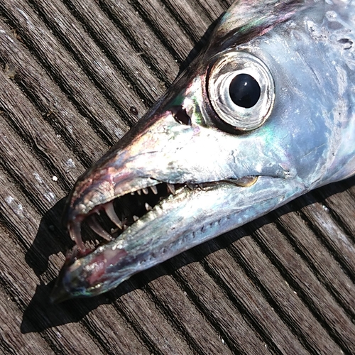 タチウオの釣果