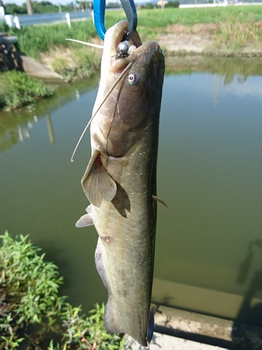 ナマズの釣果