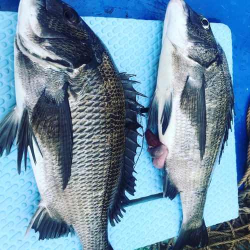 クロダイの釣果