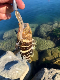 マハタの釣果