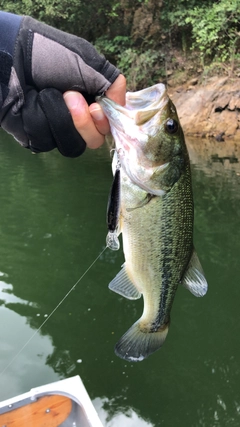 ブラックバスの釣果