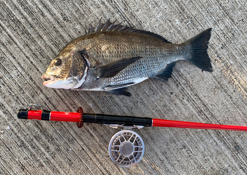 チヌの釣果