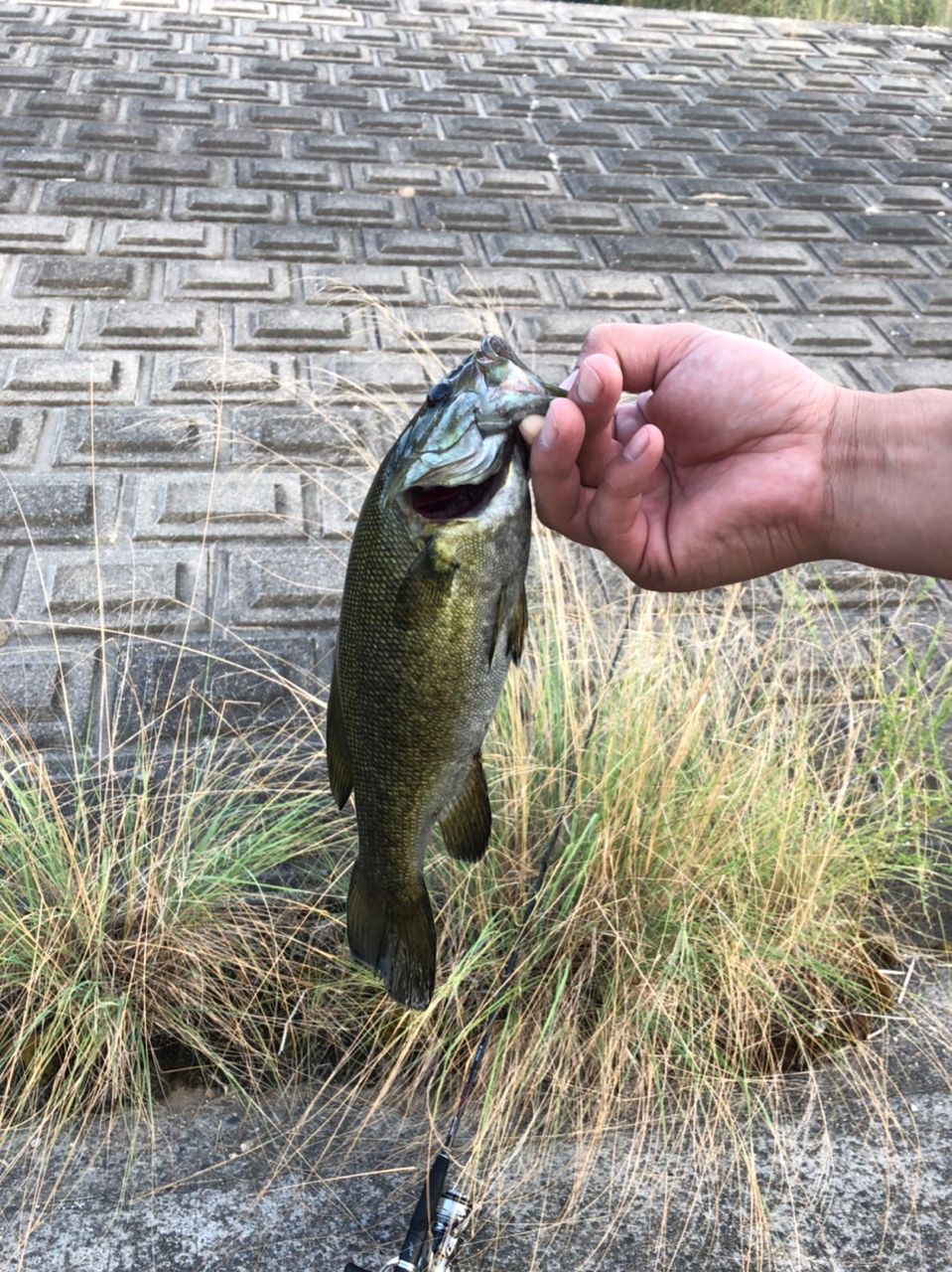 スモールマウスバス