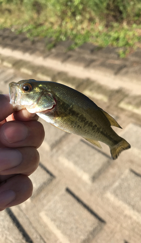 ラージマウスバスの釣果