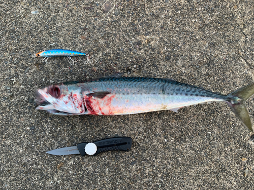 ゴマサバの釣果