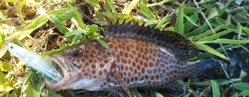 オオモンハタの釣果