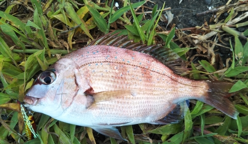 タイの釣果