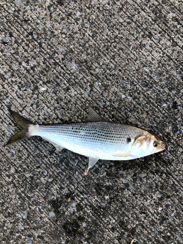 コノシロの釣果