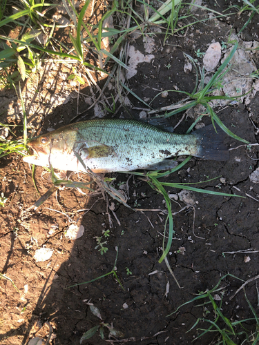 釣果一覧】岩手県で釣れたスモールマウスバス - アングラーズ