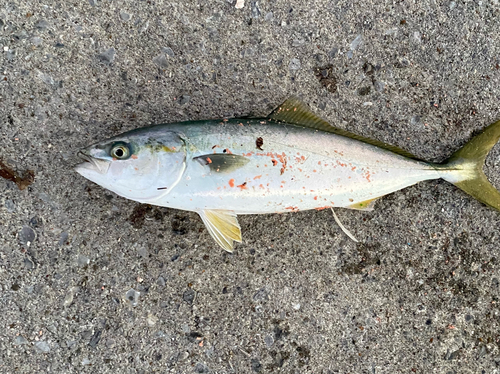 イナダの釣果