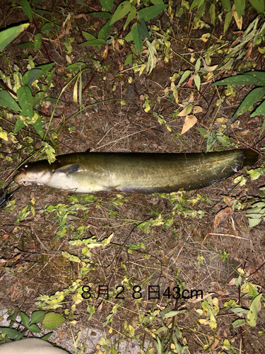 ナマズの釣果